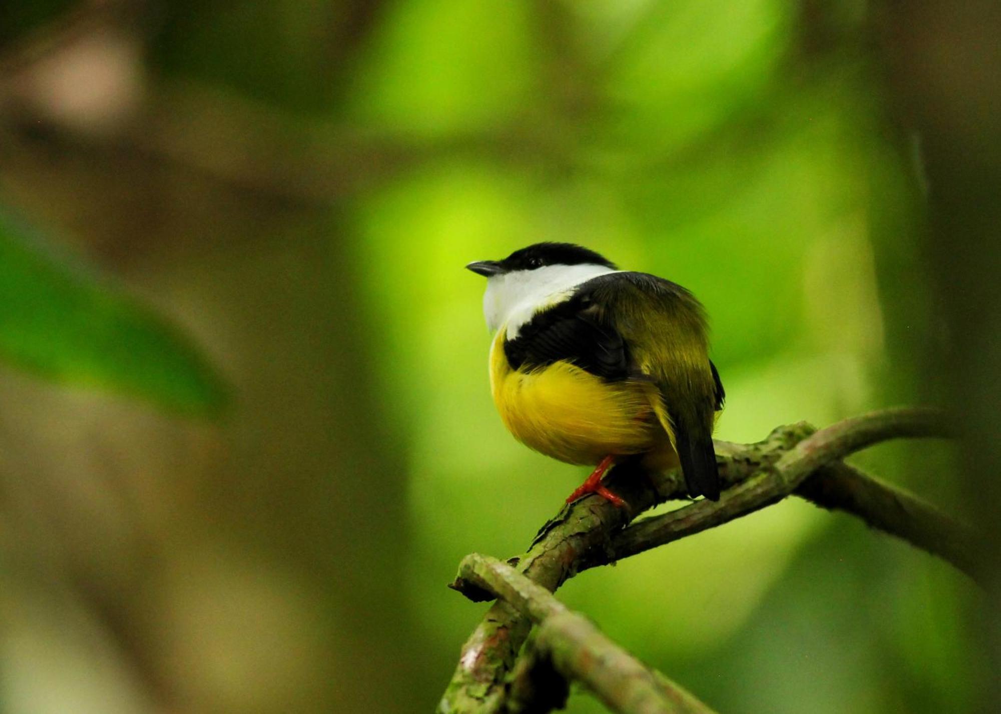 Las Arrieras Nature Reserve And Ecolodge Horquetas エクステリア 写真